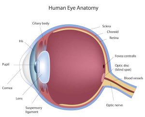 Human Eye Anatomy - Dr Chameensams