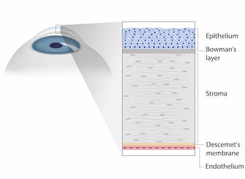 Structure of Cornea