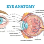 Anatomy of the Eye