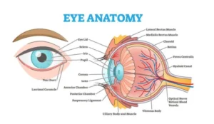 Anatomy of the Eye